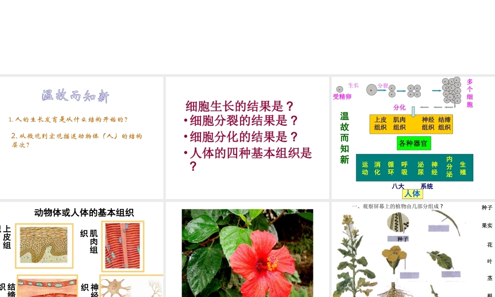 2014年秋七年级生物上册 第二单元 第二章 第三节 植物体的结构层次课件 （新版）新人教版