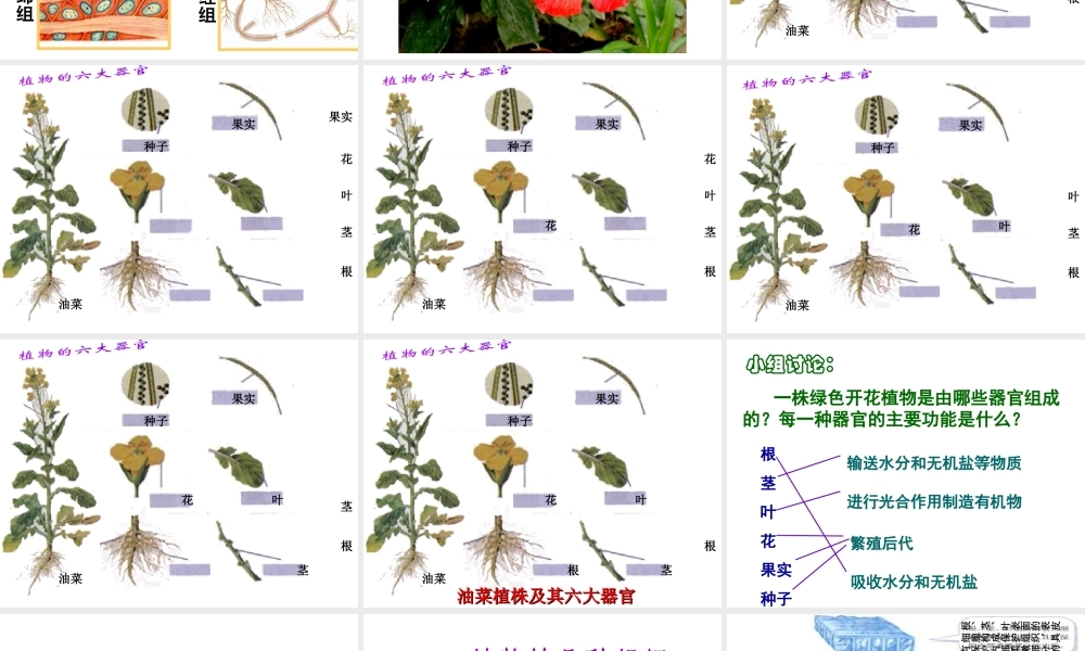 2014年秋七年级生物上册 第二单元 第二章 第三节 植物体的结构层次课件 （新版）新人教版