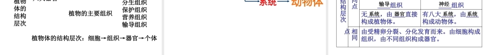 2014年秋七年级生物上册 第二单元 第二章 第三节 植物体的结构层次课件 （新版）新人教版