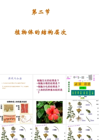 2014年秋七年级生物上册 第二单元 第二章 第三节 植物体的结构层次课件 （新版）新人教版