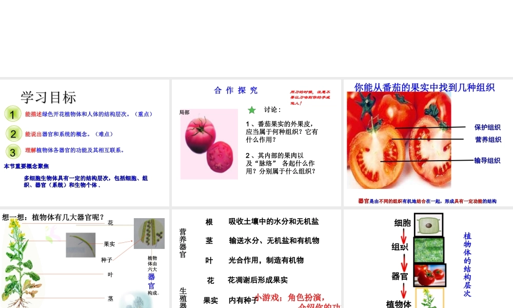 2014年秋七年级生物上册 第二章 第三节 多细胞生物体的结构层次课件 （新版） 济南版