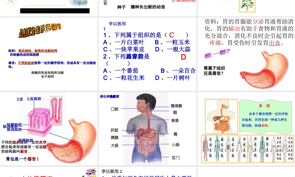 2014年秋七年级生物上册 第二章 第三节 多细胞生物体的结构层次课件 （新版） 济南版