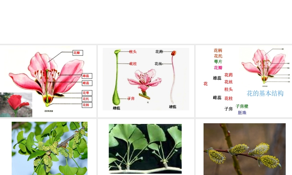 2014年秋七年级生物上册 第三单 第二章 第三节 开花和结果课件 新人教版