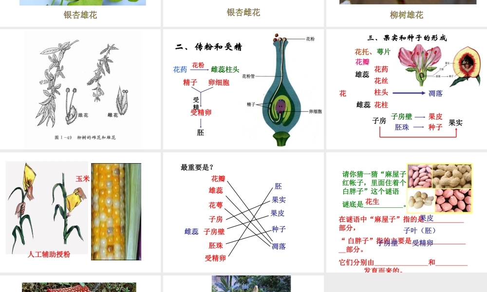 2014年秋七年级生物上册 第三单 第二章 第三节 开花和结果课件 新人教版