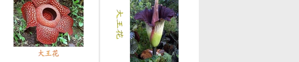 2014年秋七年级生物上册 第三单 第二章 第三节 开花和结果课件 新人教版