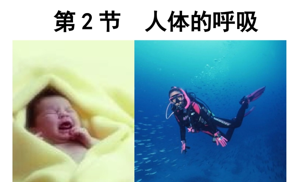 2014年秋七年级生物上册 第三单元 第四章 第二节 人体的呼吸（第一课时）课件