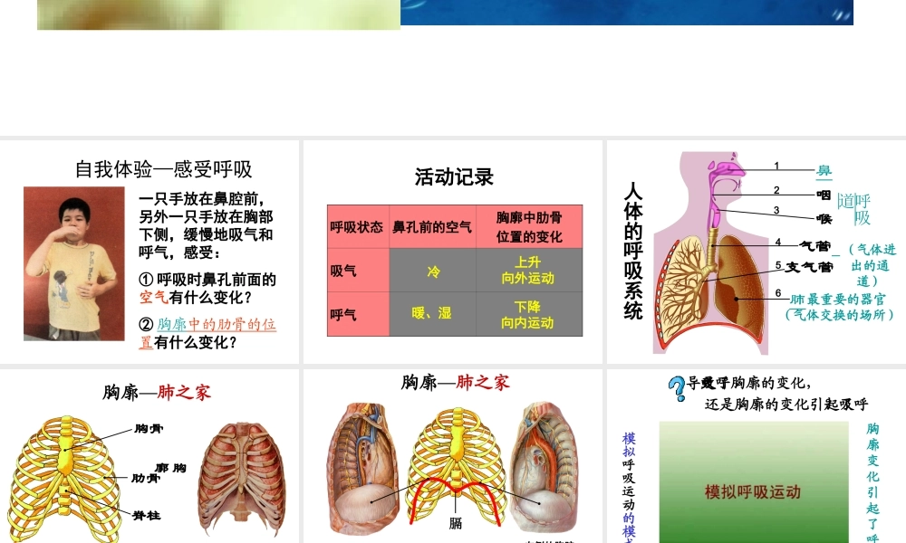 2014年秋七年级生物上册 第三单元 第四章 第二节 人体的呼吸（第一课时）课件