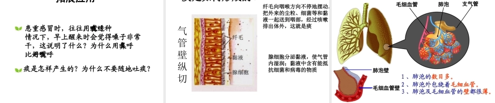 2014年秋七年级生物上册 第三单元 第四章 第二节 人体的呼吸（第一课时）课件