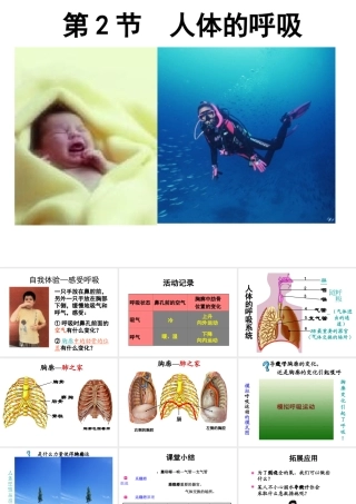 2014年秋七年级生物上册 第三单元 第四章 第二节 人体的呼吸（第一课时）课件