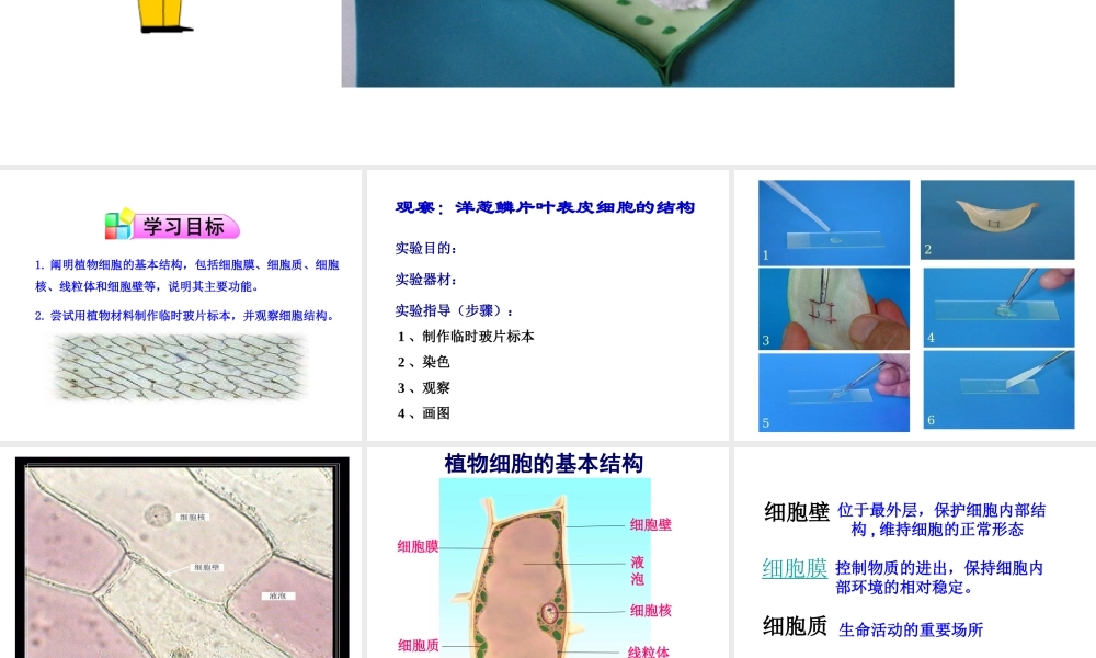 2014年秋七年级生物上册 第三章 第一节 植物细胞的结构和功能课件 苏教版