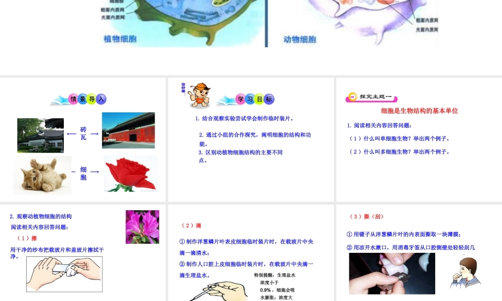 2014年秋七年级生物上册 第一单元 第二章 第一节 细胞的结构与功能课件 （新版）济南版