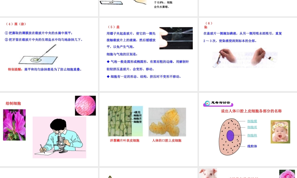2014年秋七年级生物上册 第一单元 第二章 第一节 细胞的结构与功能课件 （新版）济南版