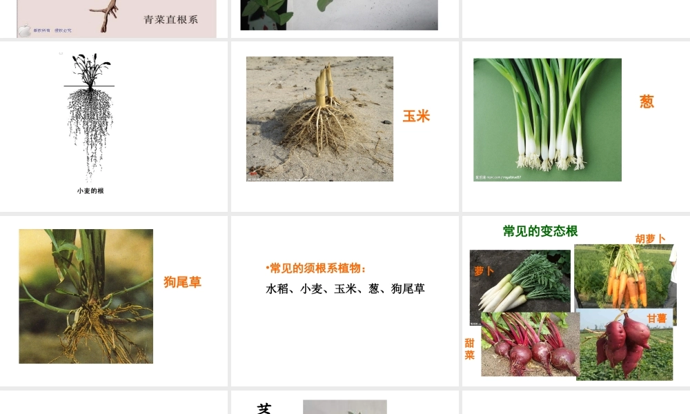 2014年秋七年级生物上册 第一节 在实验室里观察植物课件 冀教版