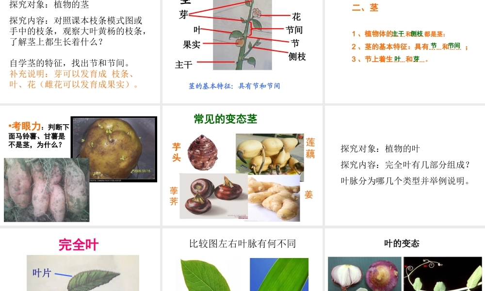 2014年秋七年级生物上册 第一节 在实验室里观察植物课件 冀教版
