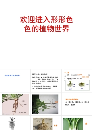 2014年秋七年级生物上册 第一节 在实验室里观察植物课件 冀教版