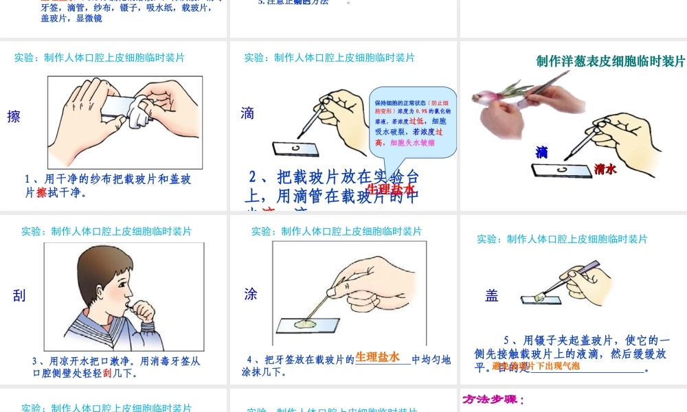 2014年秋七年级生物上册第二单元 第一章 第三节 动物细胞课件 新人教版