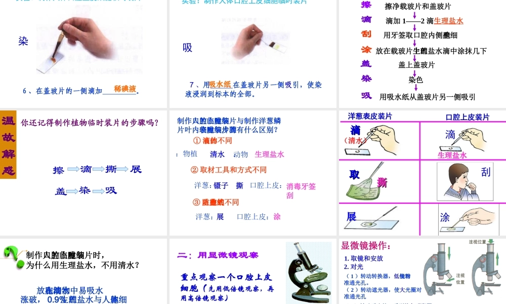 2014年秋七年级生物上册第二单元 第一章 第三节 动物细胞课件 新人教版