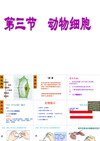 2014年秋七年级生物上册第二单元 第一章 第三节 动物细胞课件 新人教版