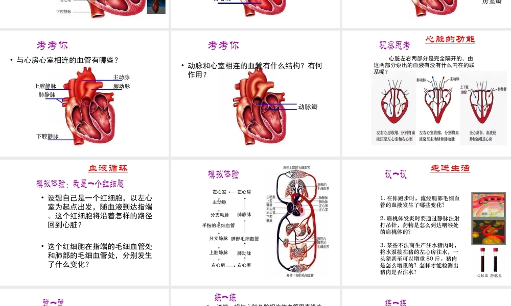2014年秋七年级生物下册 第四章 第三节 输送血液的泵—心脏课件 新人教版