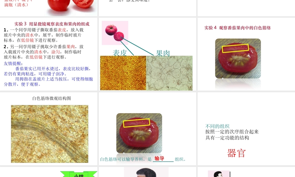 2014江苏省南京市七年级生物上册 第2单元 第4章 第2节 多细胞生物体的组成课件 苏教版