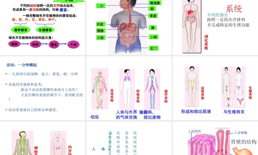 2014江苏省南京市七年级生物上册 第2单元 第4章 第2节 多细胞生物体的组成课件 苏教版