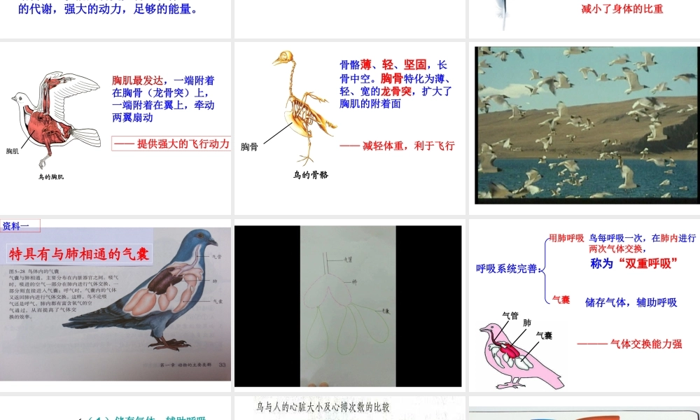 2014年东莞市东莞市沙田广荣中学八年级生物上册 第二批教学能手评选 5.1.6 鸟（第2课时）课件 （新版）新人教版