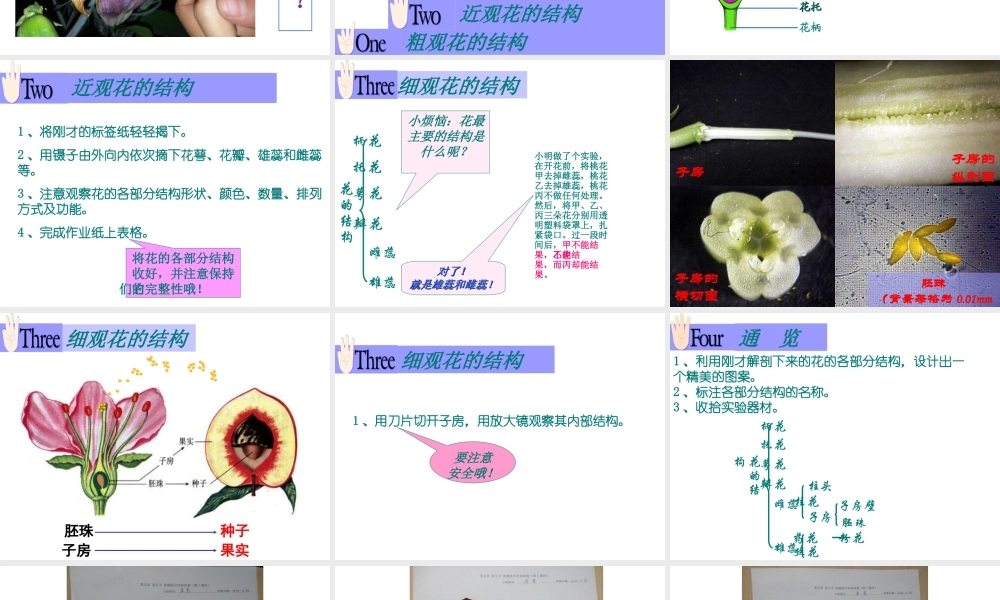 2014江苏省南京市七年级生物上册 植物的开花和结果课件 苏教版