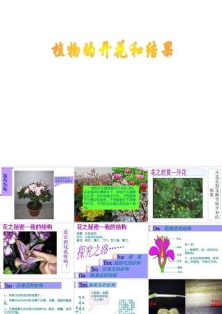 2014江苏省南京市七年级生物上册 植物的开花和结果课件 苏教版