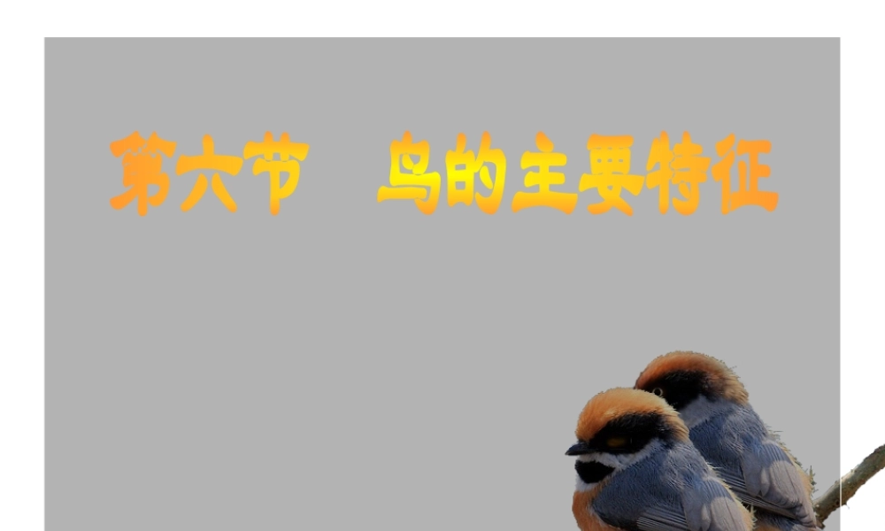 2014年东莞市黄江中学八年级生物上册 第二批教学能手评选 5.1.6 鸟——鸟的主要特征课件 （新版）新人教版