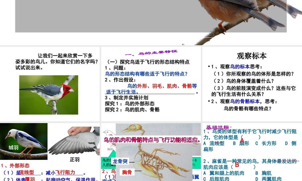 2014年东莞市黄江中学八年级生物上册 第二批教学能手评选 5.1.6 鸟——鸟的主要特征课件 （新版）新人教版