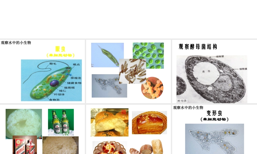 2014年七年级生物下册 第二章 第四节 单细胞生物课件