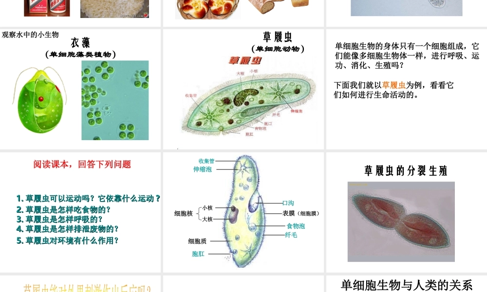 2014年七年级生物下册 第二章 第四节 单细胞生物课件