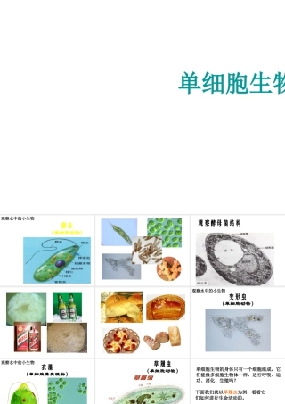 2014年七年级生物下册 第二章 第四节 单细胞生物课件