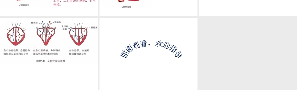 2014年七年级生物下册 第四章 第三节 输送血液的泵——心脏课件 新人教版