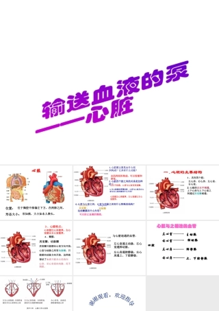 2014年七年级生物下册 第四章 第三节 输送血液的泵——心脏课件 新人教版