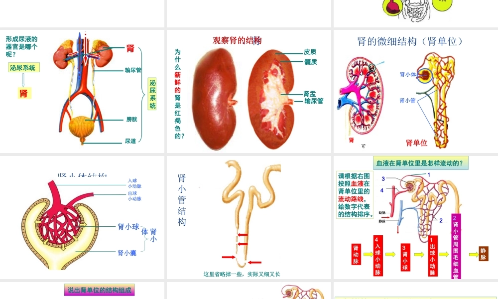 2014年七年级生物下册 第四章 第一节 尿液的形成和排出课件 济南版