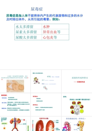 2014年七年级生物下册 第四章 第一节 尿液的形成和排出课件 济南版