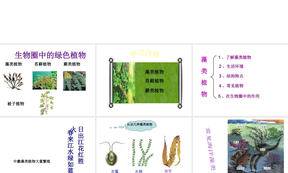 2014七年级生物上册 第三单元 第一章 第一节 藻类、苔藓和蕨类植物课件 新人教版