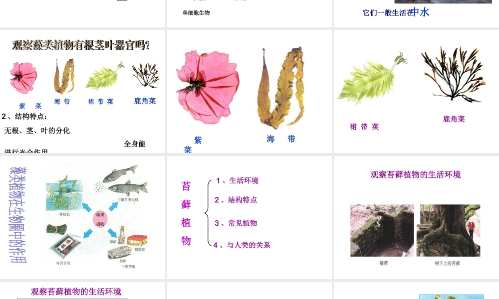 2014七年级生物上册 第三单元 第一章 第一节 藻类、苔藓和蕨类植物课件 新人教版