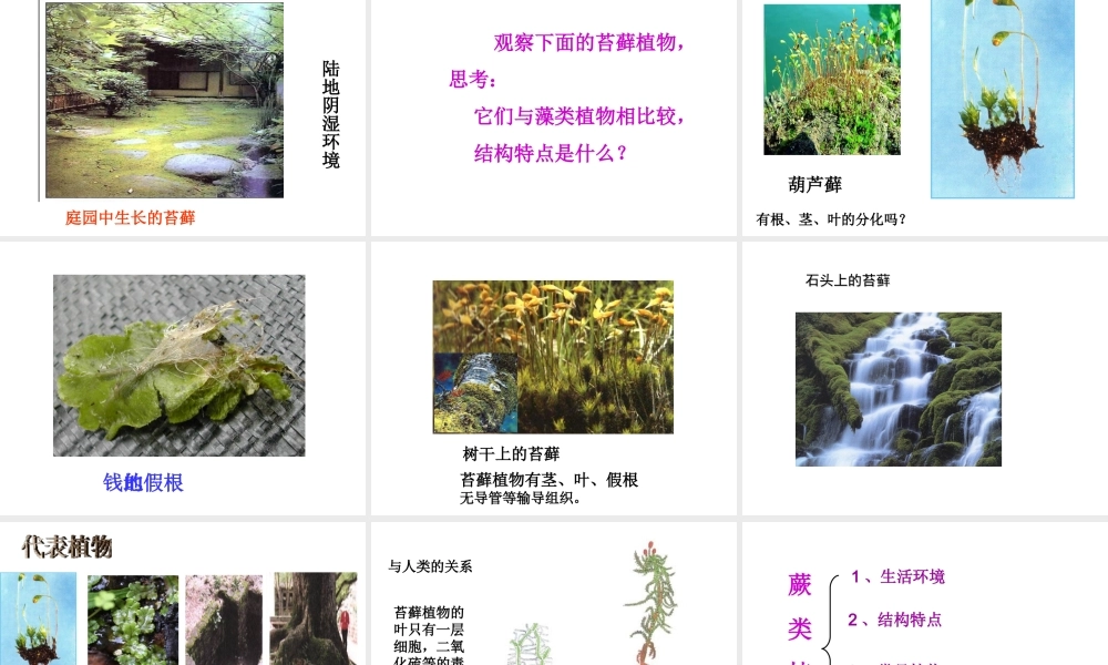 2014七年级生物上册 第三单元 第一章 第一节 藻类、苔藓和蕨类植物课件 新人教版
