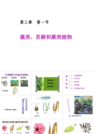 2014七年级生物上册 第三单元 第一章 第一节 藻类、苔藓和蕨类植物课件 新人教版