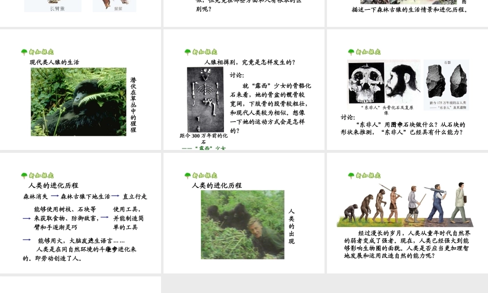 2014七年级生物下册 1.1 人类的起源和发展课件2 新人教版