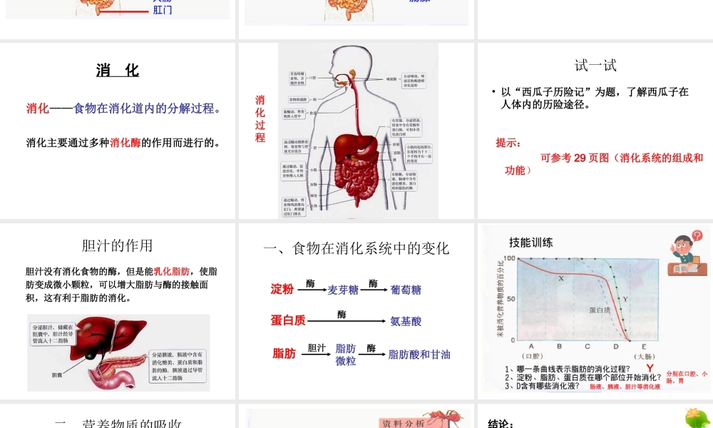 2014七年级生物下册 2.2 消化与吸收课件1 新人教版