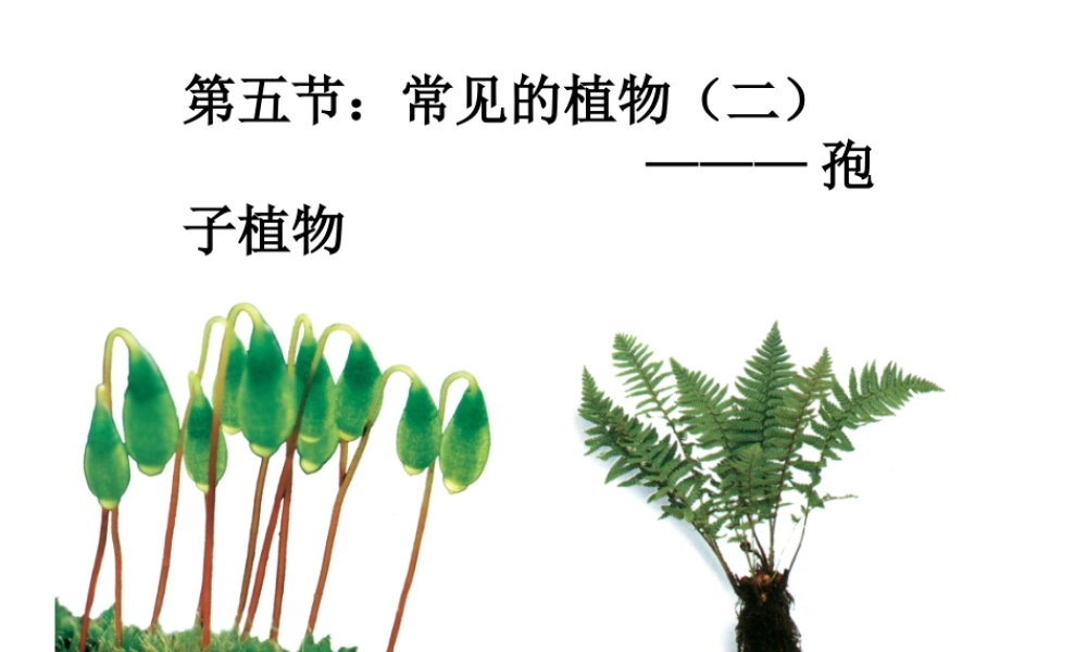 2014学年七年级科学上册 2.5 常见的植物蕨类苔藓藻类（第二课时）课件 浙教版