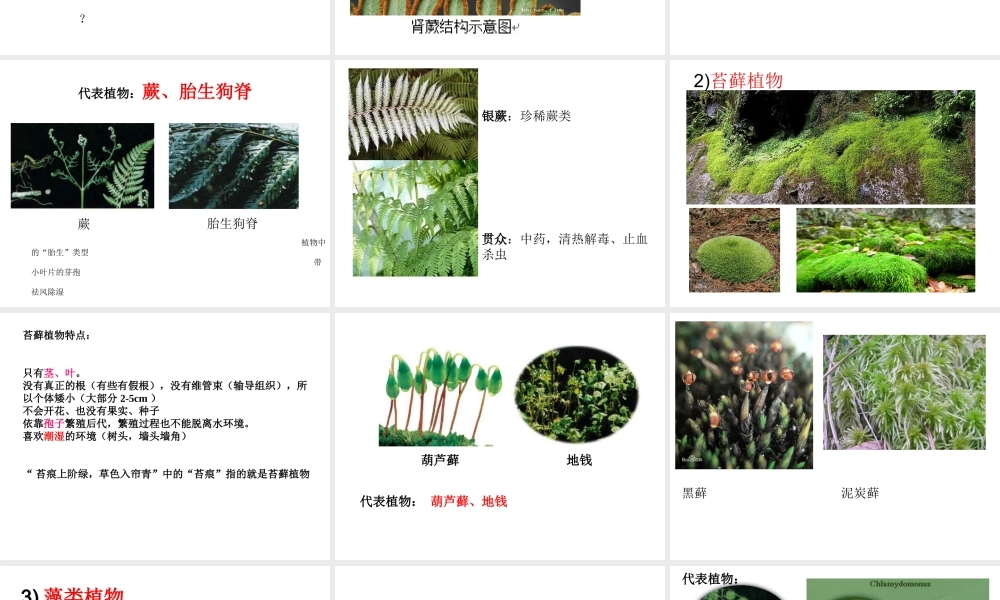2014学年七年级科学上册 2.5 常见的植物蕨类苔藓藻类（第二课时）课件 浙教版