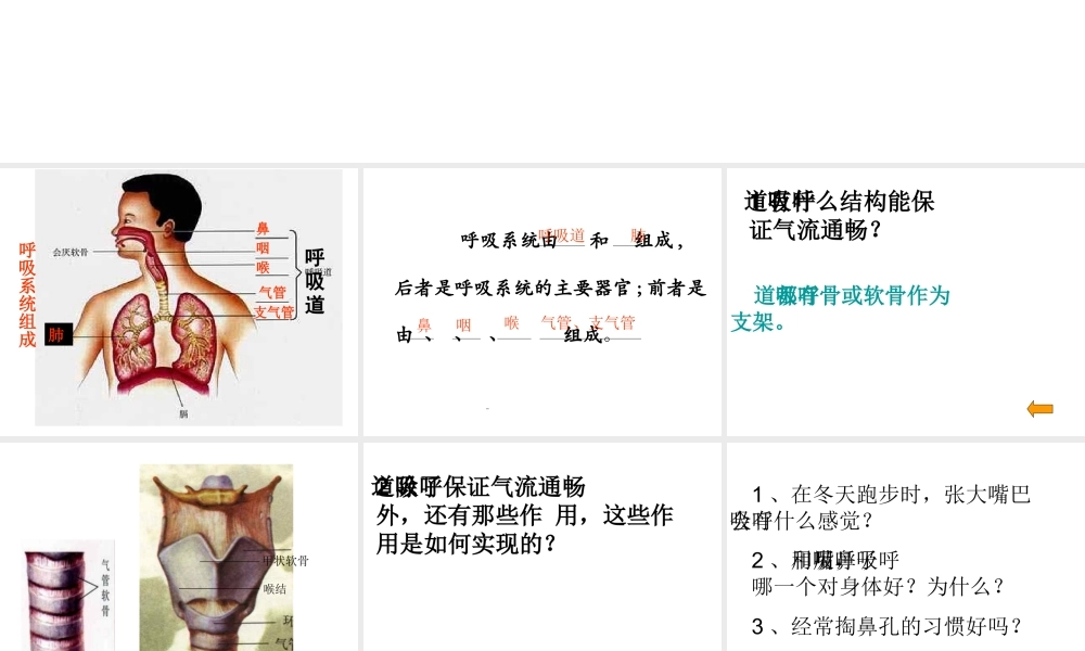 2014七年级生物下册 3.1 呼吸道对空气的处理课件 新人教版