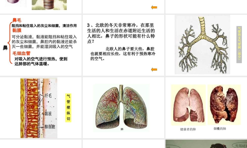 2014七年级生物下册 3.1 呼吸道对空气的处理课件 新人教版