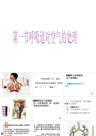 2014七年级生物下册 3.1 呼吸道对空气的处理课件 新人教版