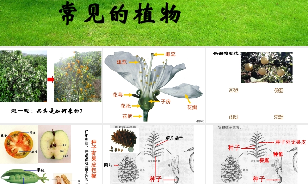 2014学年七年级科学上册 常见的植物（第1课时）课件 浙教版