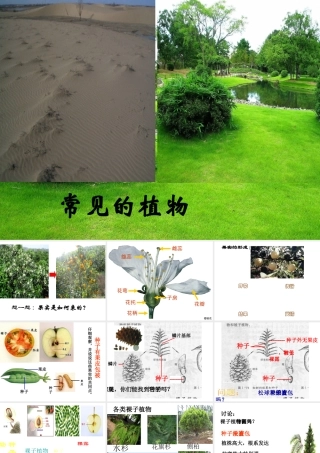 2014学年七年级科学上册 常见的植物（第1课时）课件 浙教版
